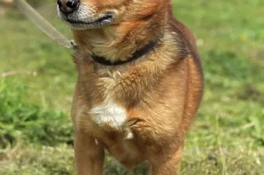 Rocky - mały, rudy lisek :),  warmińsko-mazurskie 