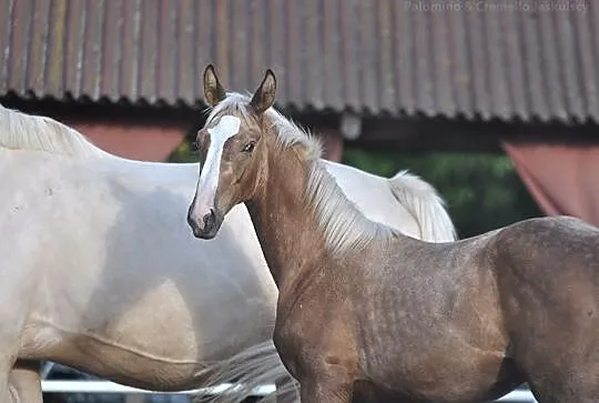 Izabelowaty malowany ogierek po Don Deluxe (De Niro x Rosario) DZIŚ AUKCJA, , Wilczyce