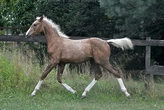 Izabelowaty malowany ogierek po Don Deluxe (De Nir, Wilczyce