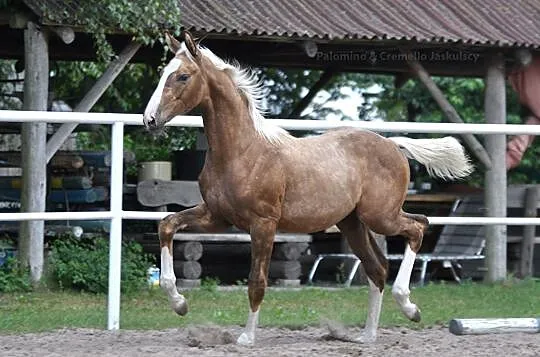 Izabelowaty malowany ogierek po Don Deluxe (De Nir, Wilczyce