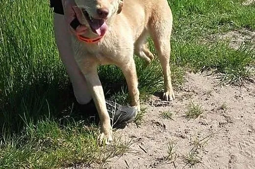 DIANA młoda piękna sunia poleca się do adopcji,  Kundelki cała Polska, 