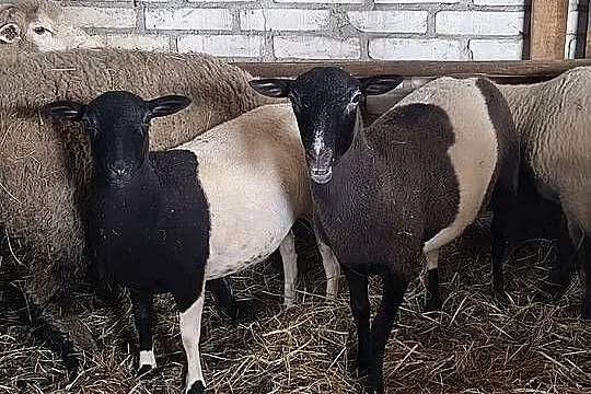 Owce 7 sztuk