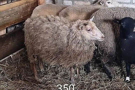 Owce 7 sztuk, Lubelskie, Tuczna