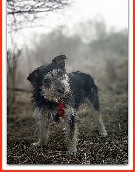Typ terriera,15 kg,przytulaśny,łagodny,wesoły,szczepiony psiak TERYK.Adopcja., wielkopolskie Poznań, Wielkopolskie, Poznań