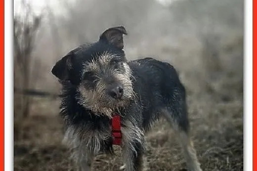 Typ terriera,15 kg,przytulaśny,łagodny,wesoły,szczepiony psiak TERYK.Adopcja.,  wielkopolskie Poznań, Wielkopolskie, Poznań