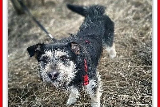 Typ terriera,15 kg,przytulaśny,łagodny,wesoły,szczepiony psiak TERYK.Adopcja.,  wielkopolskie Poznań, Wielkopolskie, Poznań