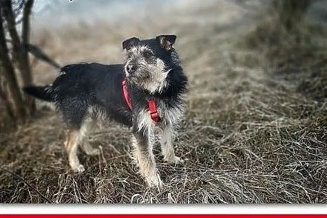 Typ terriera,15 kg,przytulaśny,łagodny,wesoły,szczepiony psiak TERYK.Adopcja.,  wielkopolskie Poznań, Wielkopolskie, Poznań