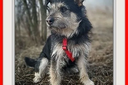 Typ terriera,15 kg,przytulaśny,łagodny,wesoły,szczepiony psiak TERYK.Adopcja.,  wielkopolskie Poznań, Wielkopolskie, Poznań