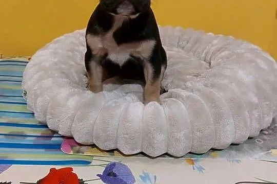 Suczki/Piesek buldog francuski okolice Warszawy