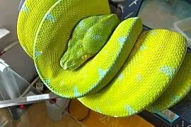 Pyton zielony, Morelia viridis, Sorong