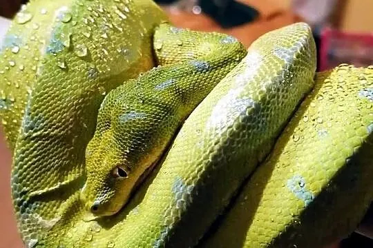 Pyton zielony, Morelia viridis, Sorong, Łódzkie, Nieborów