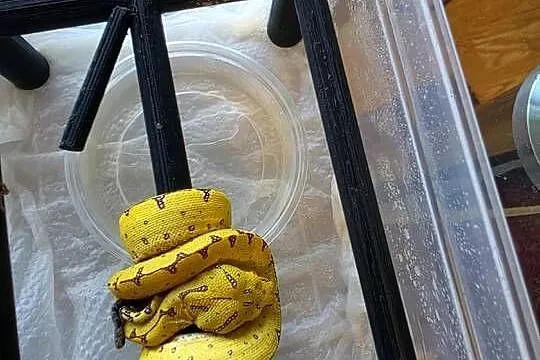 Pyton zielony, Morelia viridis, Sorong, Łódzkie, Nieborów