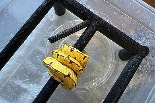 Pyton zielony, Morelia viridis, Sorong, Łódzkie, Nieborów