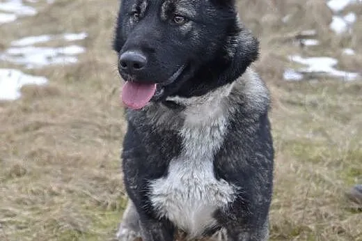 Marika - pogodna sunia szuka domu i miłości ,  pom