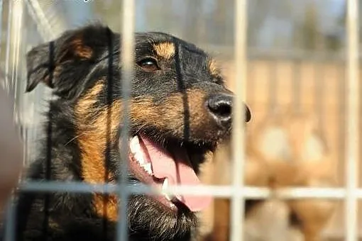 Uroczy Noris z kosmatą mordką do adopcji ,  lubels