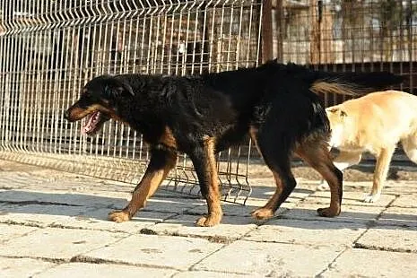 Uroczy Noris z kosmatą mordką do adopcji ,  lubels