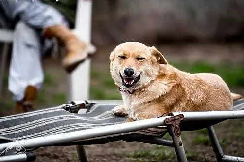 BALBINA słodki leniuszek nadstawia brzuszek,  śląs