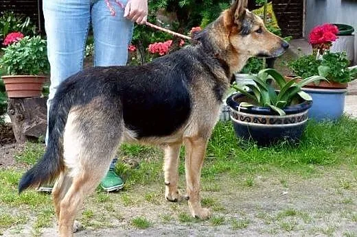 Ares - wspaniały owczarek do przygarnięcia od zara