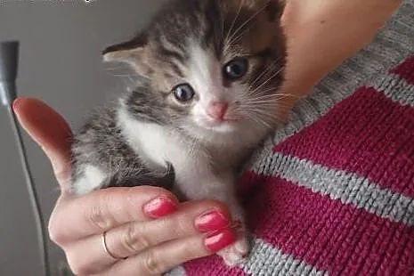 Kociaki miesięczne do adopcji FILMIK,  łódzkie Łódź