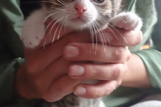 Kociaki miesięczne do adopcji FILMIK,  łódzkie Łód