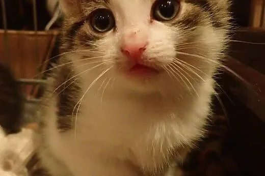 Kociaki miesięczne do adopcji FILMIK,  łódzkie Łód