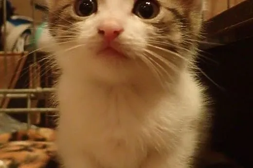 Kociaki miesięczne do adopcji FILMIK,  łódzkie Łód