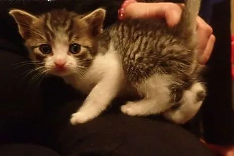 Kociaki miesięczne do adopcji FILMIK,  łódzkie Łód