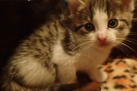 Kociaki miesięczne do adopcji FILMIK,  łódzkie Łód