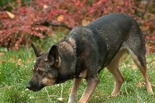 Roma musi wydostać się ze schroniska
