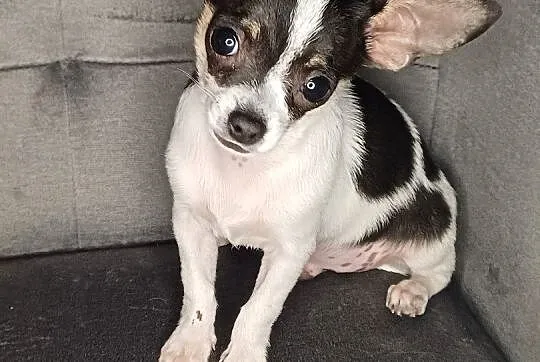 Chihuahua krótkowłose ZKWP FCI, Mazowieckie, Wyszków