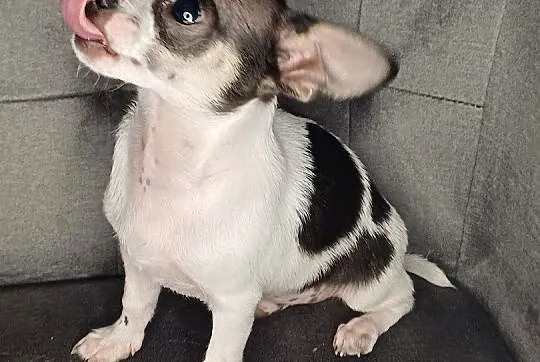 Chihuahua krótkowłose ZKWP FCI, Mazowieckie, Wyszków