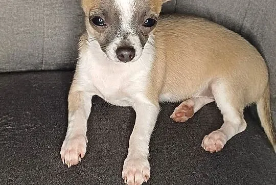 Chihuahua krótkowłose ZKWP FCI, Mazowieckie, Wyszków