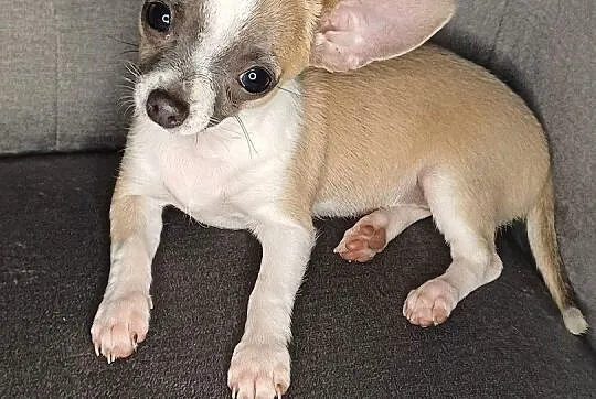 Chihuahua krótkowłose ZKWP FCI, Mazowieckie, Wyszków