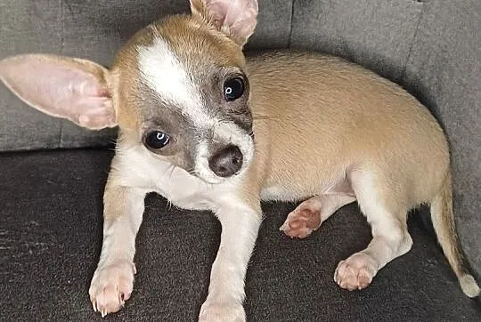 Chihuahua krótkowłose ZKWP FCI, Mazowieckie, Wyszków