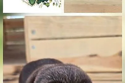 Labrador retriever piesek pieski mały czekoladowy brązowy samiec CZIRO, Dolnośląskie, Legnickie Pole