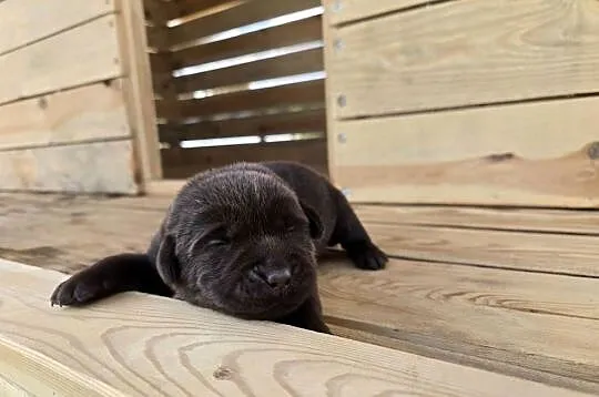 Labrador retriever piesek pieski mały czekoladowy brązowy samiec CZIRO, Dolnośląskie, Legnickie Pole