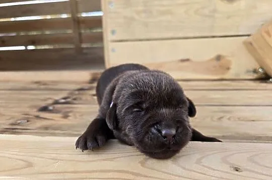 Labrador retriever piesek pieski mały czekoladowy brązowy samiec CZIRO, Dolnośląskie, Legnickie Pole