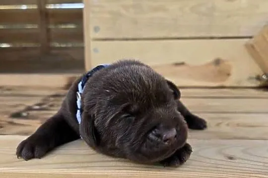 Labrador retriever piesek pieski mały czekoladowy brązowy samiec CZIRO, Dolnośląskie, Legnickie Pole