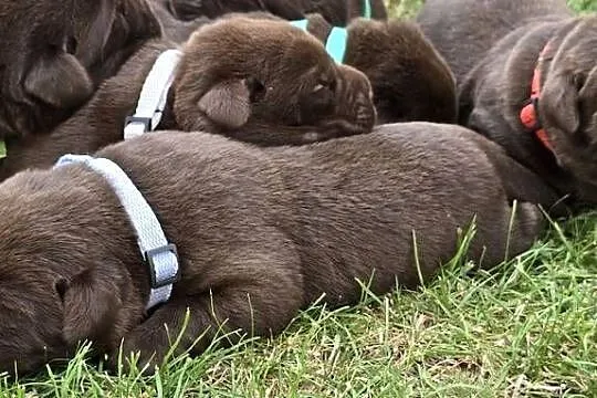 Labrador retriever piesek pieski mały czekoladowy brązowy samiec CZIRO, Dolnośląskie, Legnickie Pole