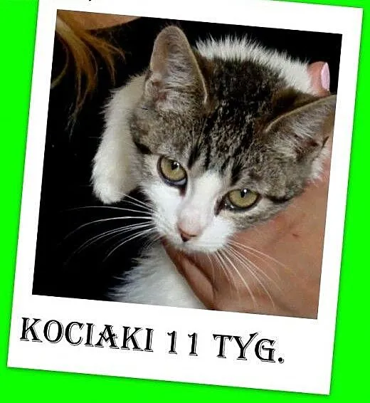 Kociaki,kociczki,odrobaczone,ks.zdrowia. ADOPCJA,