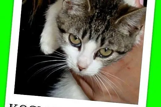 Kociaki,kociczki,odrobaczone,ks.zdrowia. ADOPCJA, 