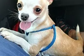 Chihuahua 17 mcy, Wiązowna