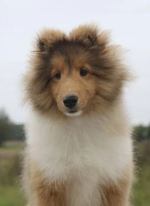 Owczarek szetlandzki sheltie śniady piesek ZKwP/FCI, , Gorzów Wielkopolski