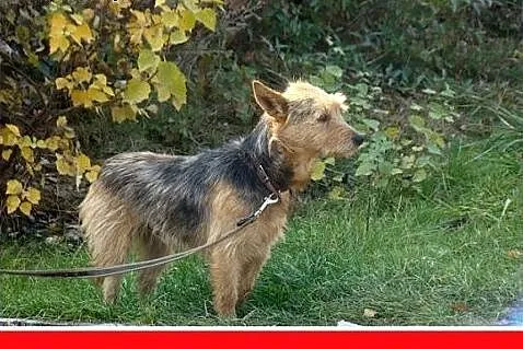 Uratuj Lolka!Mały terierek smutny w schronisku.PILNE!,  mazowieckie Warszawa