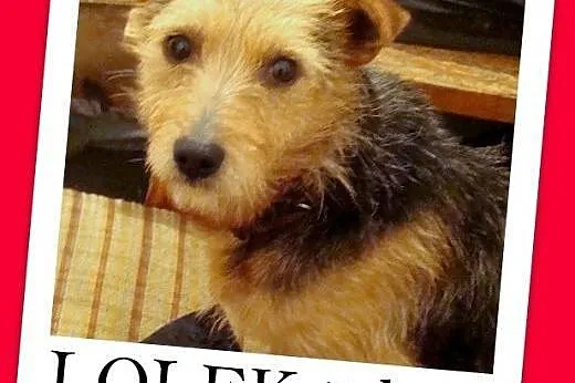 Uratuj Lolka!Mały terierek smutny w schronisku.PIL