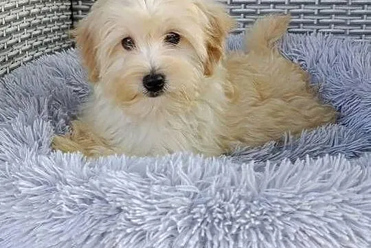 Piesek Maltipoo