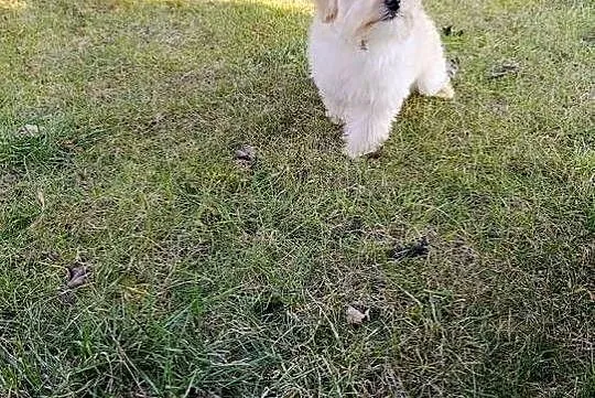 Piesek Maltipoo, Świętokrzyskie, Szczaworyż