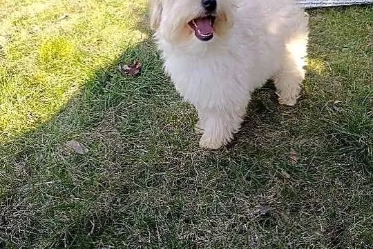 Piesek Maltipoo, Świętokrzyskie, Szczaworyż