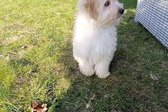 Piesek Maltipoo, Świętokrzyskie, Szczaworyż