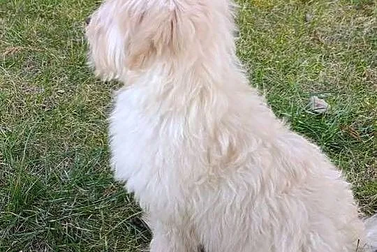 Piesek Maltipoo, Świętokrzyskie, Szczaworyż